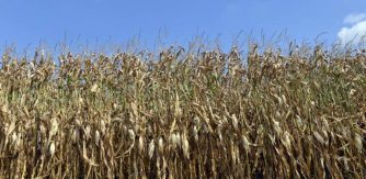 Maïs sécheresse